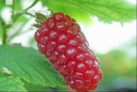 Taybeeren 2