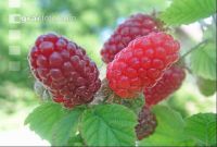 Taybeeren 1