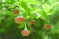 Waldheidelbeere Blüte 1
