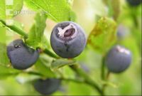 Waldheidelbeeren 1