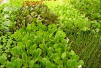 Salatpflanzen 3