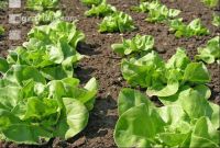 Salatbeet 1