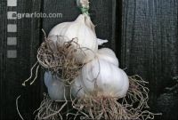 Knoblauch 2
