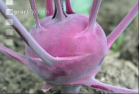 Kohlrabi blau 1