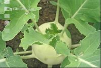 Kohlrabi weiß 1