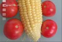 Tomaten und Mais