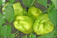 Paprika 2