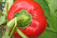 Paprika 4