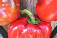 Paprika 6