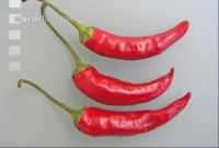 Pfefferoni 1