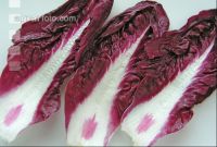 Radicchio 2