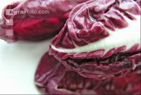 Radicchio 1