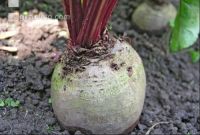 Rote Rübe 5