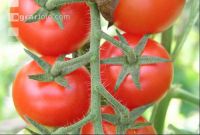 Tomate 1