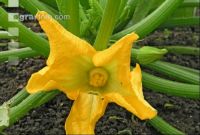 Zucchini 2