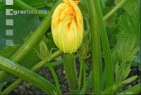 Zucchini 3