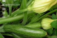 Zucchini 5