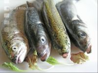Frischfisch 1
