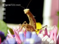 Mantis 1