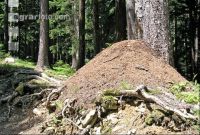Ameisenhaufen 4