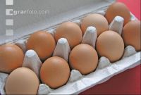 Eier 1