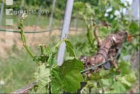 Wein Hagelschaden 4