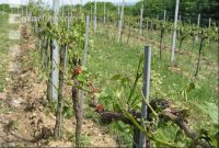 Wein Hagelschaden 3