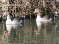 Toulouser Gans 2
