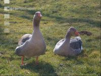 Toulouser Gans 3