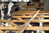 Holstein straw 4