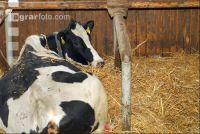 Holstein straw 3