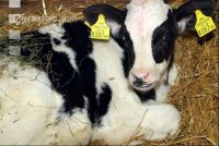 Holstein straw 2