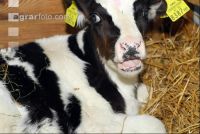 Holstein straw 1