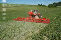 Cultivating beans