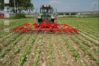 Cultivating beets 