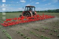 Cultivate sunflowers 2