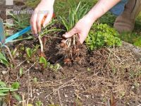 Dig out crocuses 8