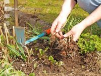 Dig out crocuses 7