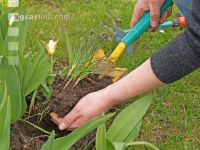 Krokusse ausstechen 6