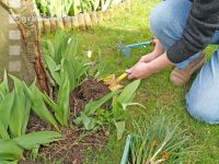 Krokusse ausstechen 5