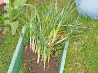 Krokusse ausstechen 4