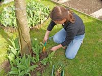 Krokusse ausstechen 3