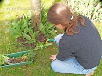 Dig out crocuses 1