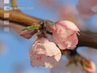 Mandel Blüte 3