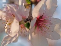 Mandel Blüte 1