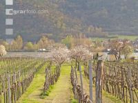Wachau 1