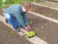 Kohlrabi setzen 1