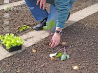 Kohlrabi setzen 2