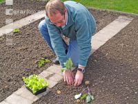 Kohlrabi setzen 4