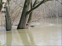 Hochwasser Donauau 1